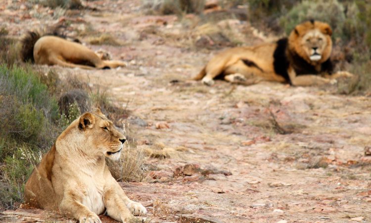 3 Days Queen Elizabeth Wildlife Safari