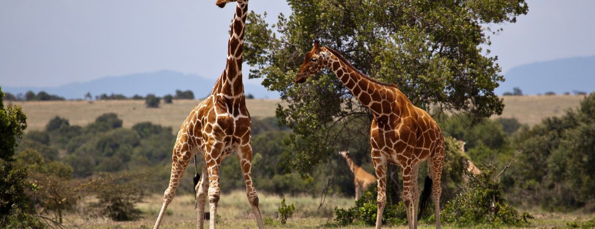 3 Days Samburu Game Safari