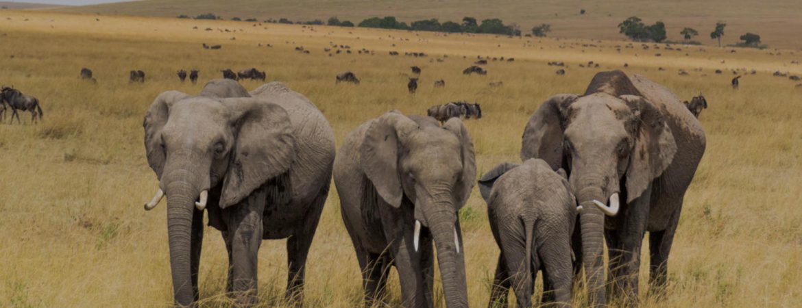 4 Days Masai Mara & Lake Nakuru Wildlife Safari