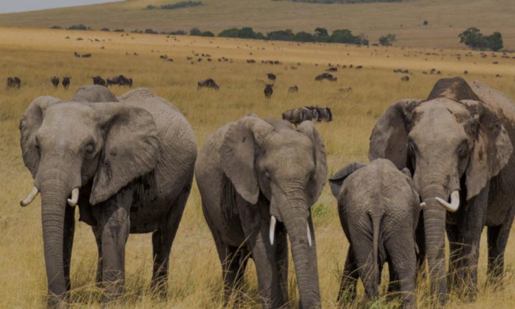 4 Days Masai Mara & Lake Nakuru Wildlife Safari