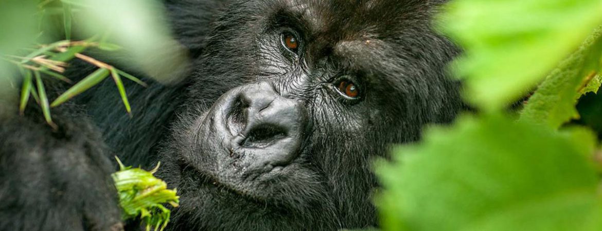 4 Days Uganda Gorilla & Chimpanzee Safari