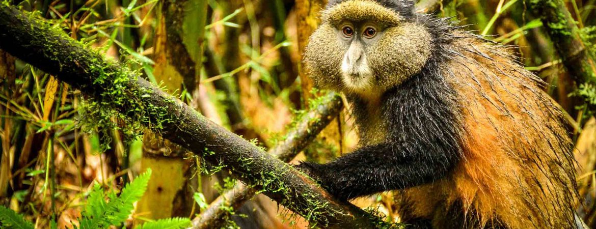 4 Days Uganda Gorillas & Golden Monkeys Safari