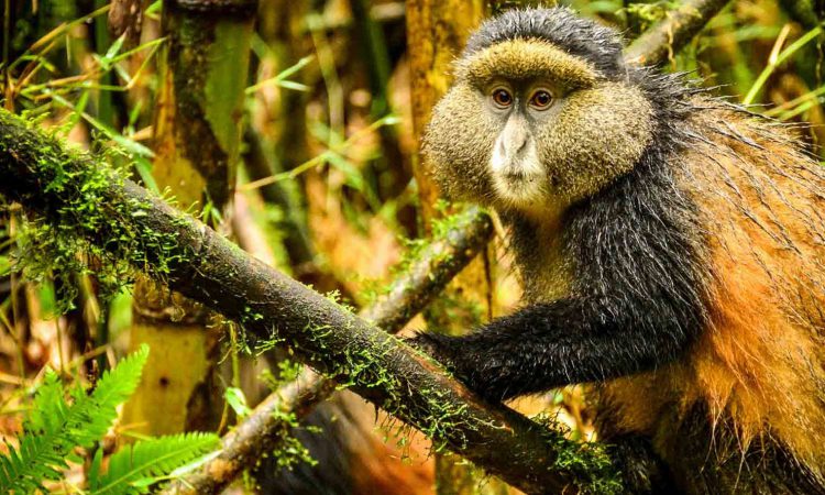 4 Days Uganda Gorillas & Golden Monkeys Safari