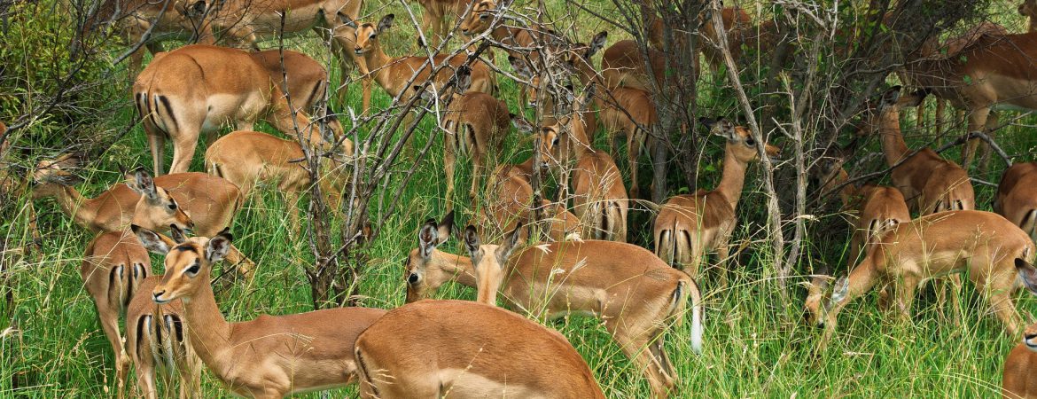 5 Days Kenya Wildlife Special Safari