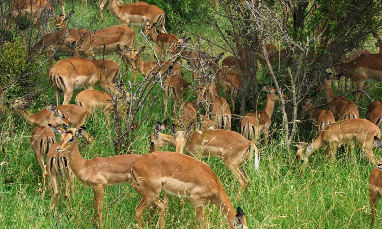 5 Days Kenya Wildlife Special Safari