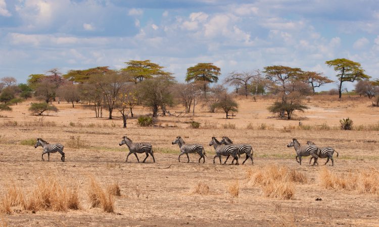 5 Days Tarangire & Serengeti Wildlife Safari
