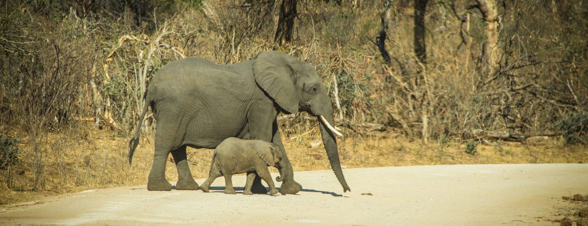 5 Days Uganda Gorillas & Wildlife Safari