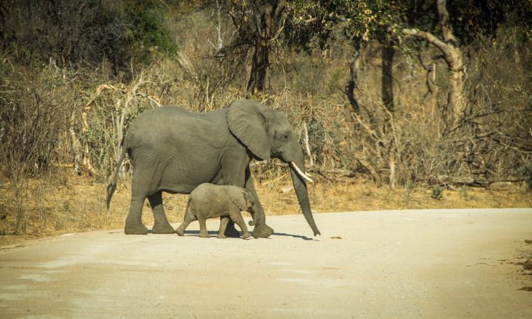 5 Days Uganda Gorillas & Wildlife Safari