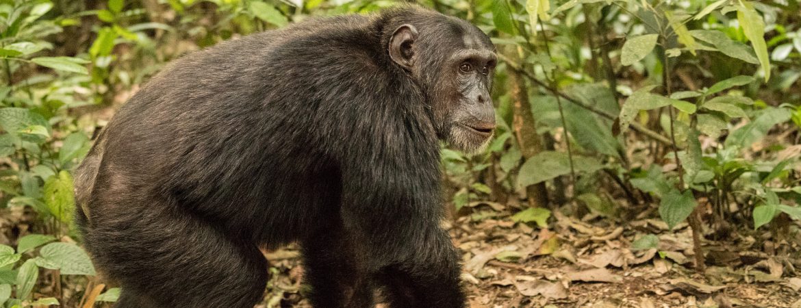 5 Days Uganda Wildlife & Chimpanzee Safari