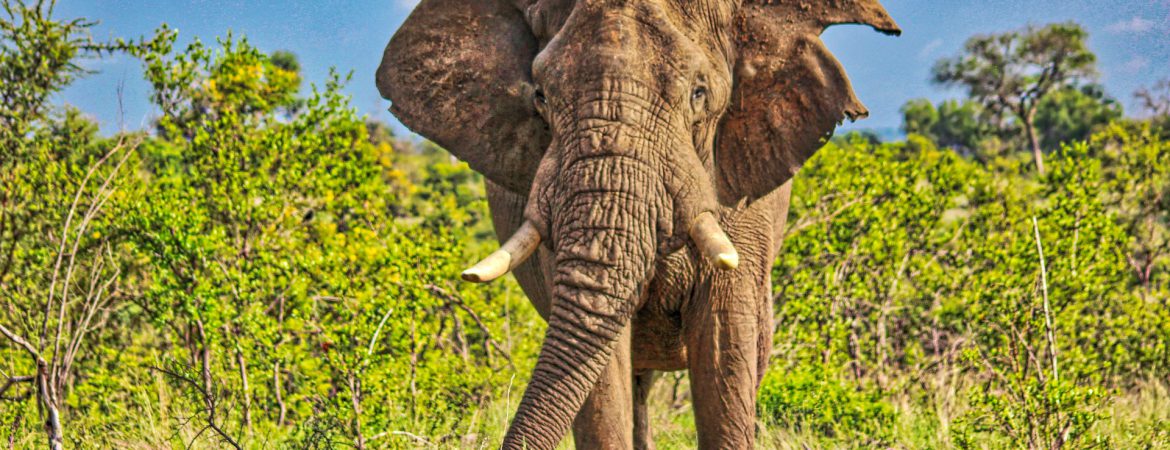 6 Days Classic Uganda Safari