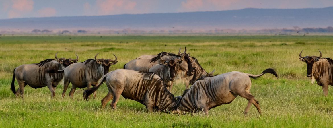 7 Days Masai Mara, Nakuru & Amboseli Wildlife Safari