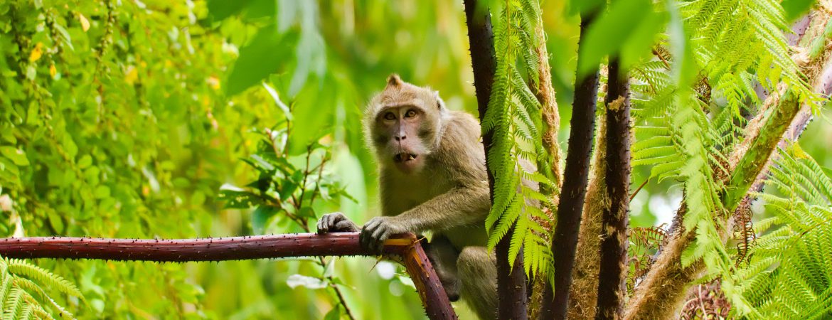 7 Days Rwanda Primates & Mt Bisoke Adventure