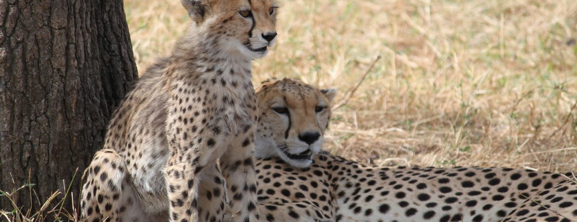 7 Days Tanzania Wildlife Safari