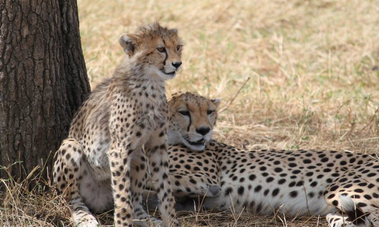 7 Days Tanzania Wildlife Safari