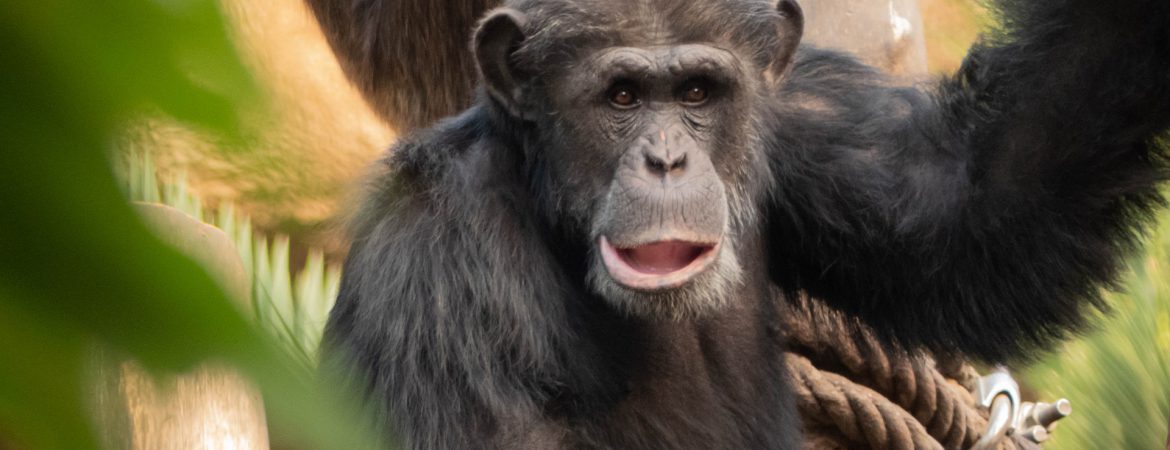 8 Days Rwanda Classic Safari