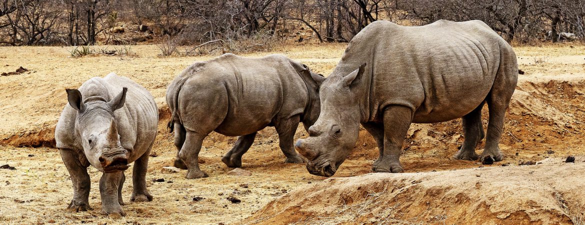 9 Days Northern Tanzania Safari