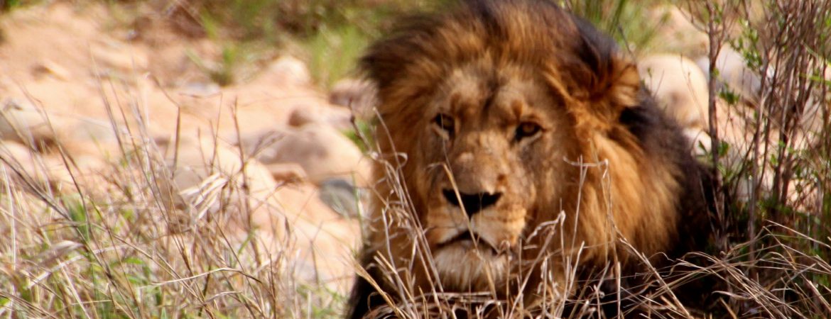 9 Days Prime Kenya Safari