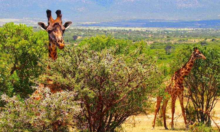 9 Days Uganda Expedition