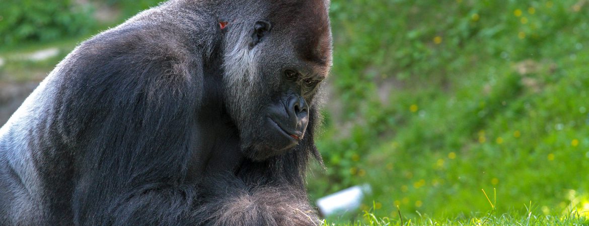 About Lowland Gorillas