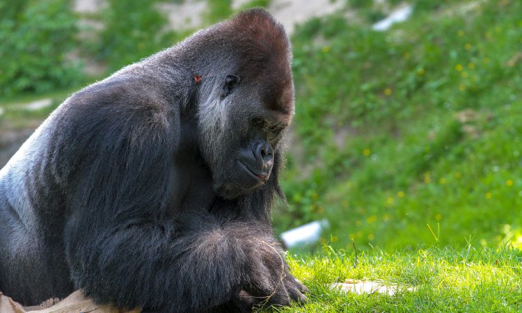 About Lowland Gorillas