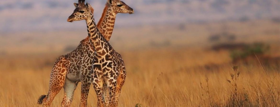 Masai Mara National Reserve