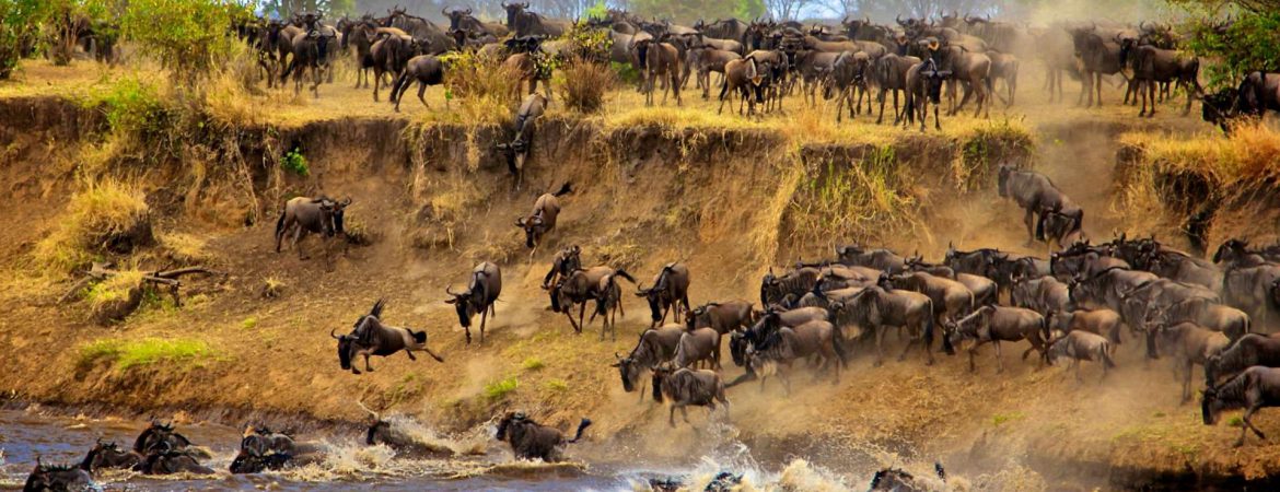 The Great Annual Wildebeest Migration
