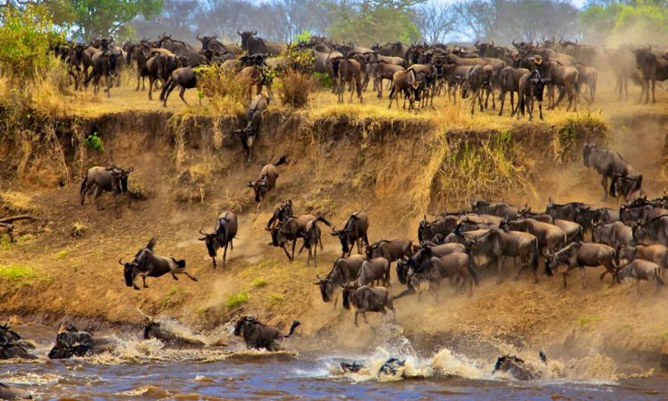 The Great Annual Wildebeest Migration