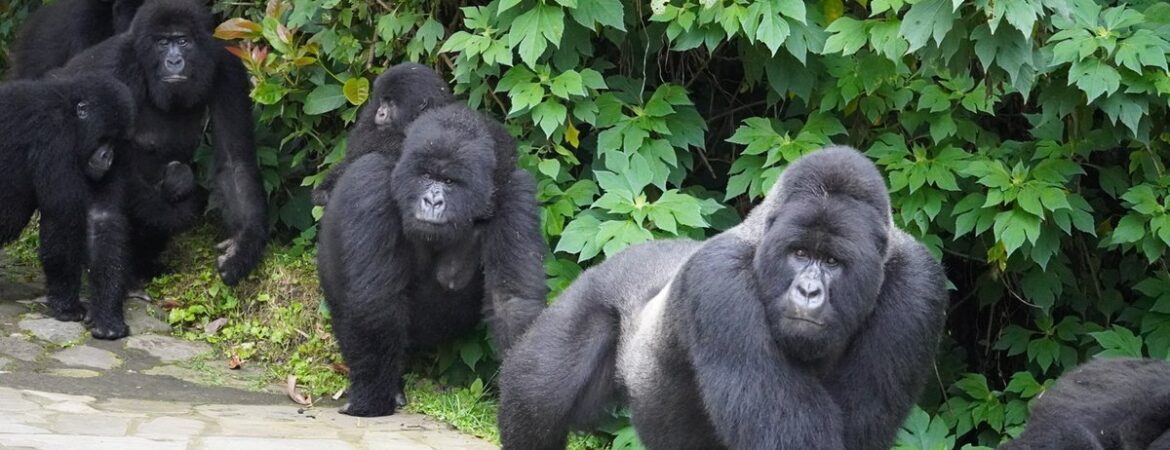 cost of gorilla trekking