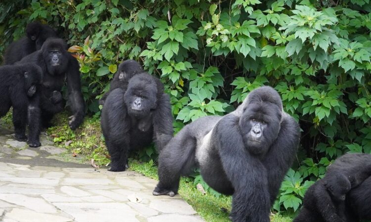 cost of gorilla trekking