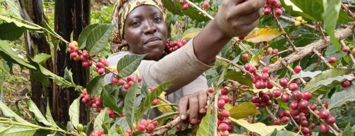 Sipi Coffee Plantation Tour