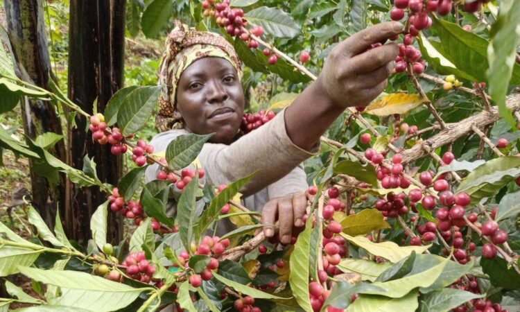 Sipi Coffee Plantation Tour