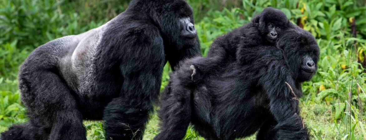 Noheli gorilla family