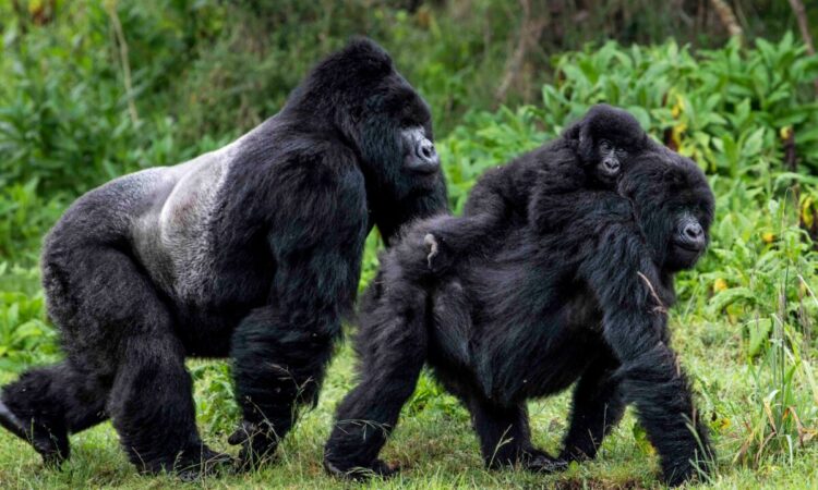 Noheli gorilla family