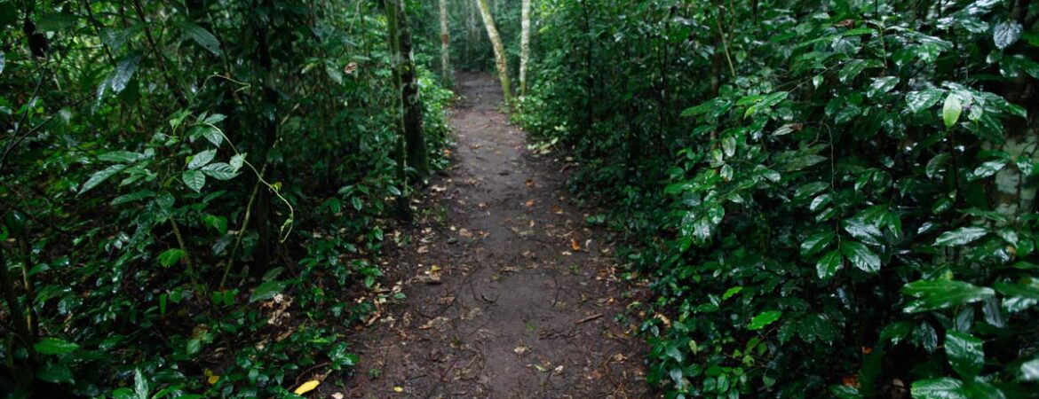 A nature walk in Mabira.